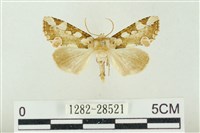 連珠波紋蛾藏品圖，第1張