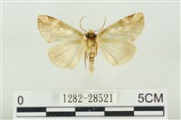 連珠波紋蛾藏品圖，第2張