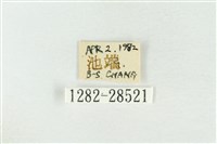 連珠波紋蛾藏品圖，第3張