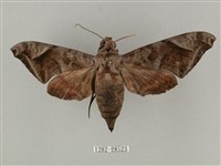 全緣缺角天蛾藏品圖，第1張