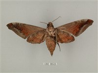 全緣缺角天蛾藏品圖，第2張