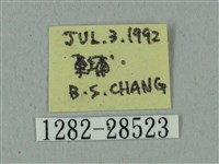 全緣缺角天蛾藏品圖，第3張