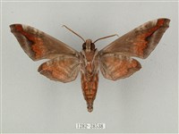 全緣缺角天蛾藏品圖，第2張