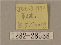 全緣缺角天蛾藏品圖，第3張