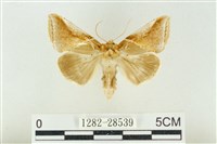 印華波紋蛾藏品圖，第1張