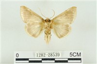 印華波紋蛾藏品圖，第2張