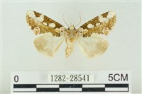 連珠波紋蛾藏品圖，第1張