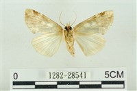 連珠波紋蛾藏品圖，第2張