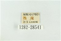 連珠波紋蛾藏品圖，第3張