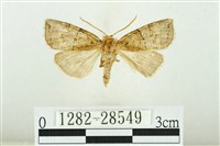 遠藤氏波紋蛾藏品圖，第1張