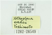 遠藤氏波紋蛾藏品圖，第3張