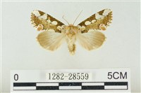 連珠波紋蛾藏品圖，第1張