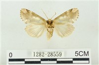 連珠波紋蛾藏品圖，第2張