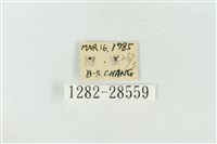 連珠波紋蛾藏品圖，第3張