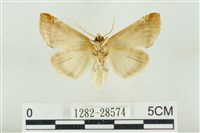 印華波紋蛾藏品圖，第2張