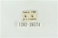 印華波紋蛾藏品圖，第3張