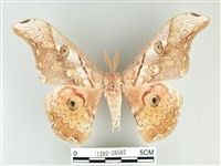 大綠目天蠶蛾藏品圖，第1張