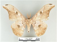 大綠目天蠶蛾藏品圖，第2張