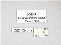 大綠目天蠶蛾藏品圖，第3張