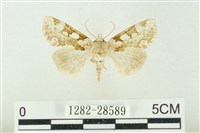 連珠波紋蛾藏品圖，第1張