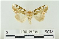 連珠波紋蛾藏品圖，第1張