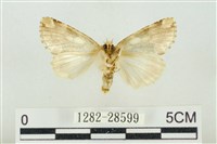 連珠波紋蛾藏品圖，第2張