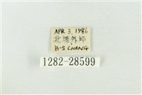 連珠波紋蛾藏品圖，第3張