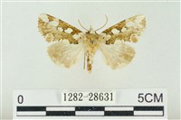 連珠波紋蛾藏品圖，第1張