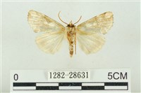 連珠波紋蛾藏品圖，第2張