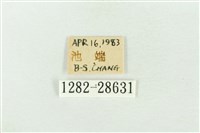 連珠波紋蛾藏品圖，第3張