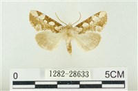 連珠波紋蛾藏品圖，第1張