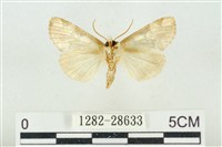 連珠波紋蛾藏品圖，第2張