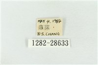 連珠波紋蛾藏品圖，第3張