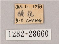 綠背斜紋天蛾藏品圖，第3張