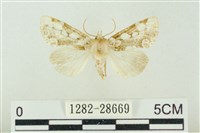 連珠波紋蛾藏品圖，第1張