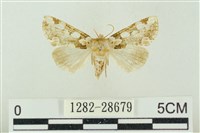 連珠波紋蛾藏品圖，第1張