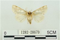 連珠波紋蛾藏品圖，第2張