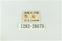 連珠波紋蛾藏品圖，第3張