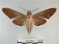 霜天蛾藏品圖，第2張