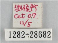 霜天蛾藏品圖，第3張