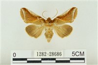 印華波紋蛾藏品圖，第1張