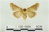 印華波紋蛾藏品圖，第2張