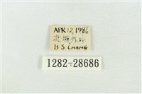 印華波紋蛾藏品圖，第3張