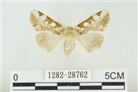 連珠波紋蛾藏品圖，第1張