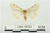 連珠波紋蛾藏品圖，第2張