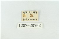 連珠波紋蛾藏品圖，第3張