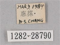 榆綠天蛾藏品圖，第3張