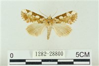 連珠波紋蛾藏品圖，第1張