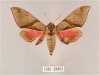 榆綠天蛾藏品圖，第1張