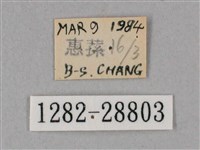 榆綠天蛾藏品圖，第3張